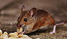 24 Hour & Emergency Exterminators in New Market, MD